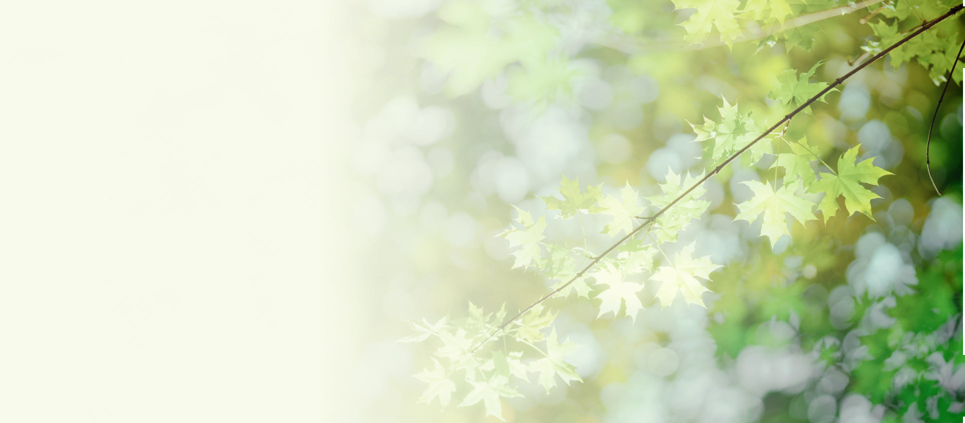 It starts with Regenerative Maple Tree Water